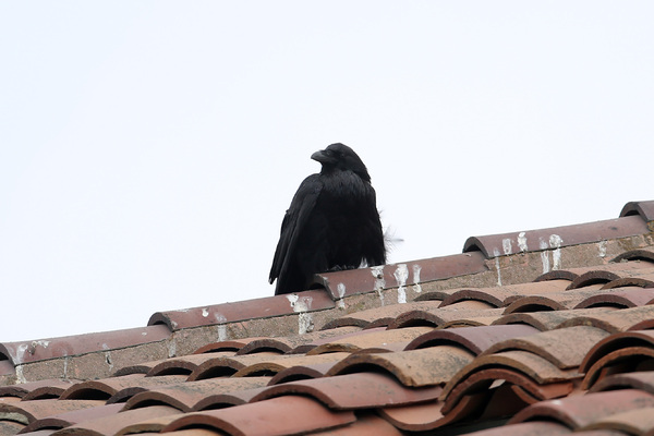 Common raven - Golden Gate Park