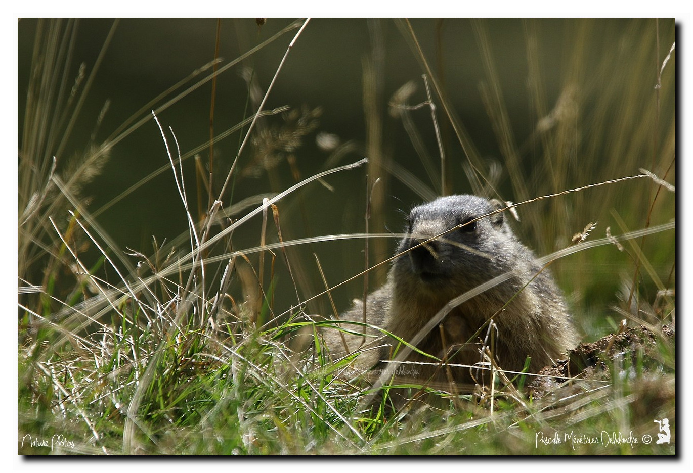 Marmottes - Marmota marmota