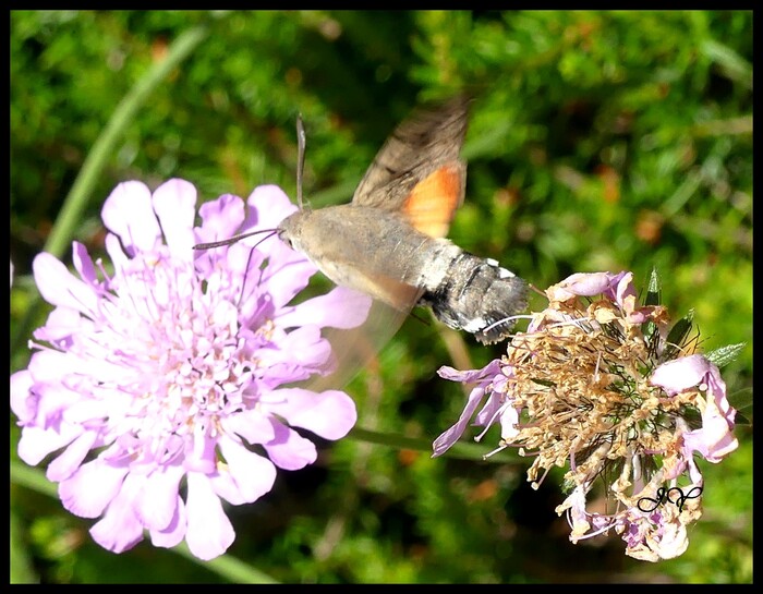 Macroglossum stellatarum.