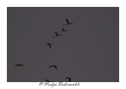 Flamant rose à #Gruissan