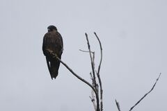 Faucon d'Eleonore (Falco eleonorae) - Jeune phase sombre