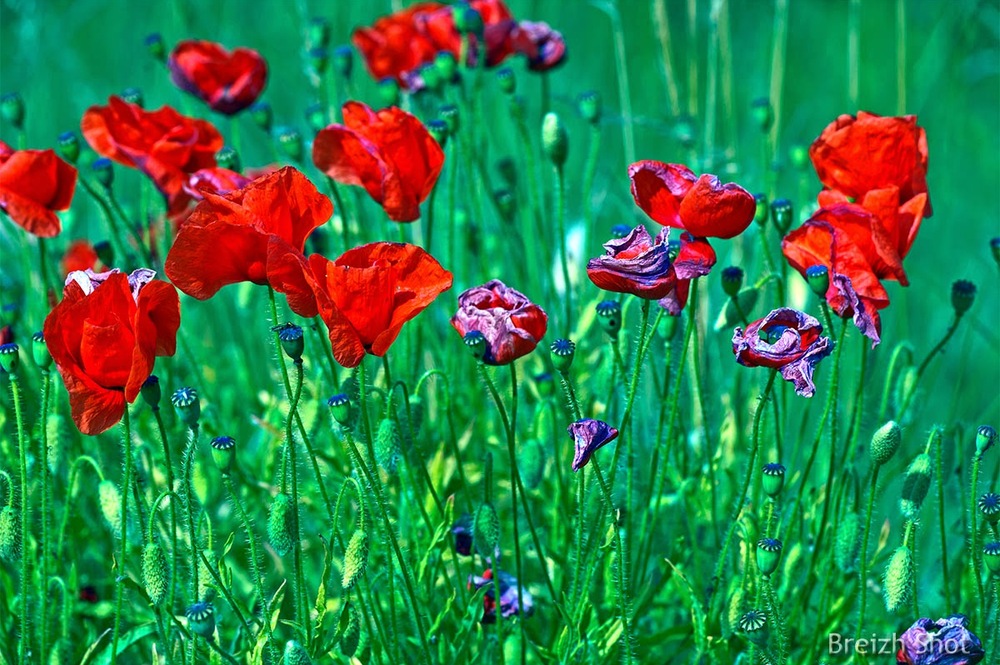 coquelicots en fleur