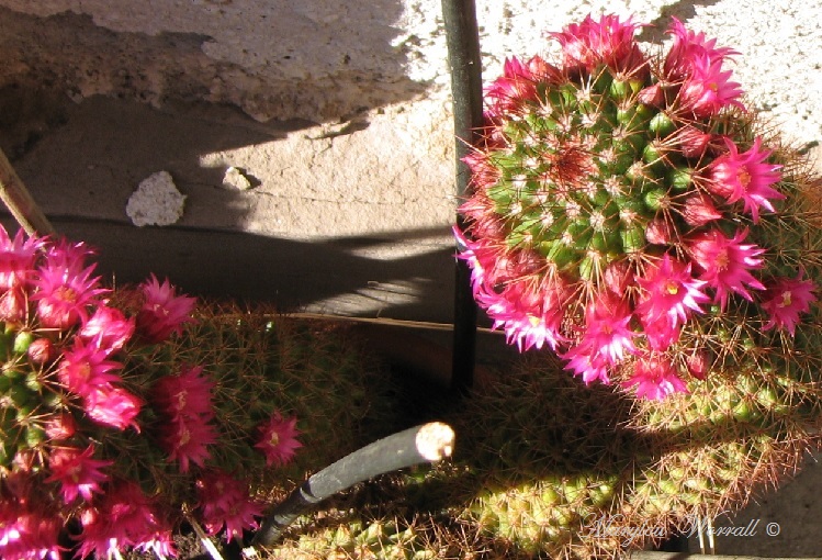 Mes cactus en fleurs