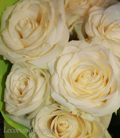 Ces roses blanches que j'adore