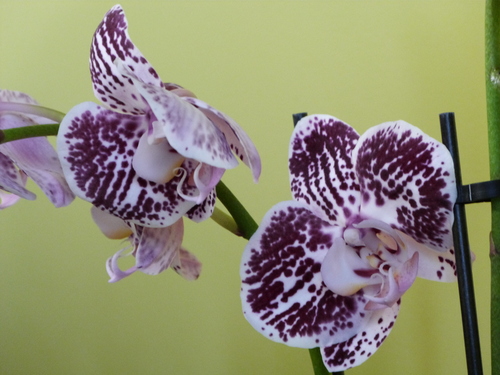 Quelques orchidées de ma maison