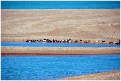 C'est assez les baleines et pas bandits ces manchots