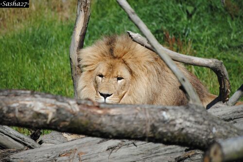 Ramsès, le roi lion.