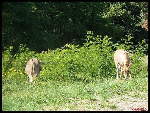 auvergne 2012 (355)