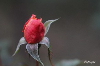 roses 9075