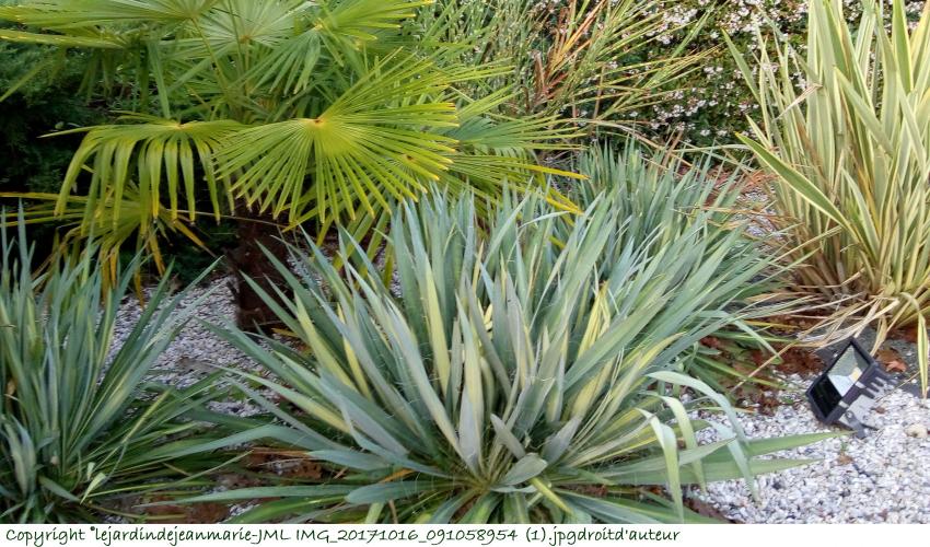 Palmier arbustif (Chamaerops humilis), le plus facile à cultiver