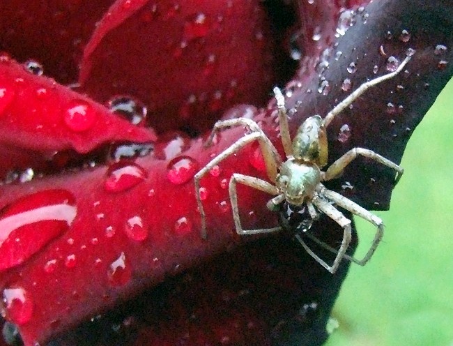 araignée verte sur rose rouge