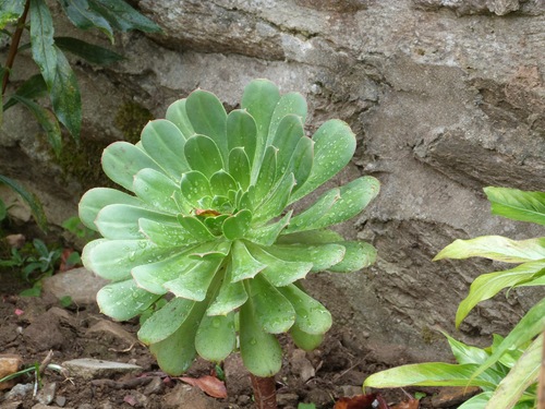 Un Jardin à Brest