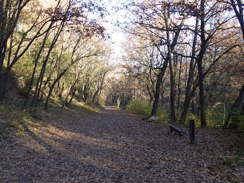 Forêt de Gréasque (2)