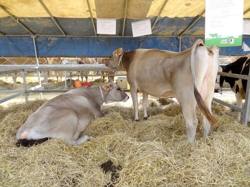 La fête de l'agriculture a eu lieu à Châtillon sur Seine...