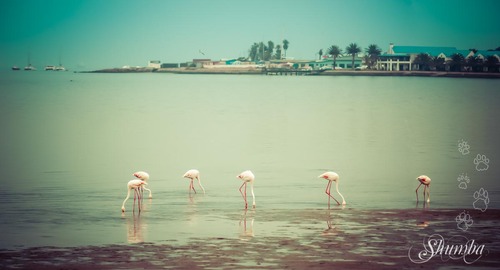 Flamingos and Pelicans