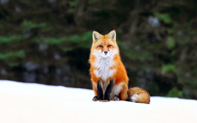 20 photos d'animaux