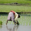 20jan 020 il faut être flexible pour faire la culture du riz!