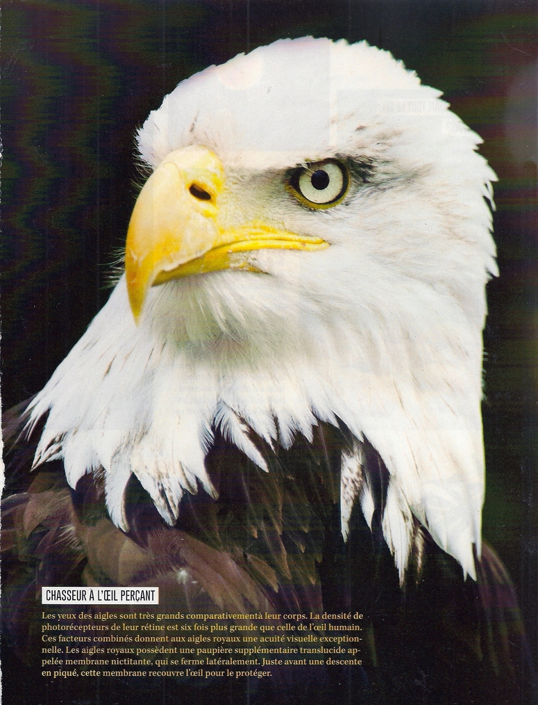 Les Oiseaux:  La chasse des aigles royaux (2 pages)