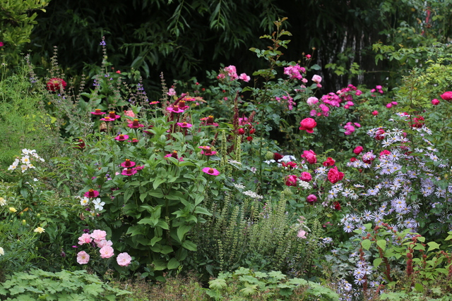 Les Roses de Warren : Enfant des Ardennes