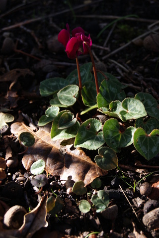 cyclamen