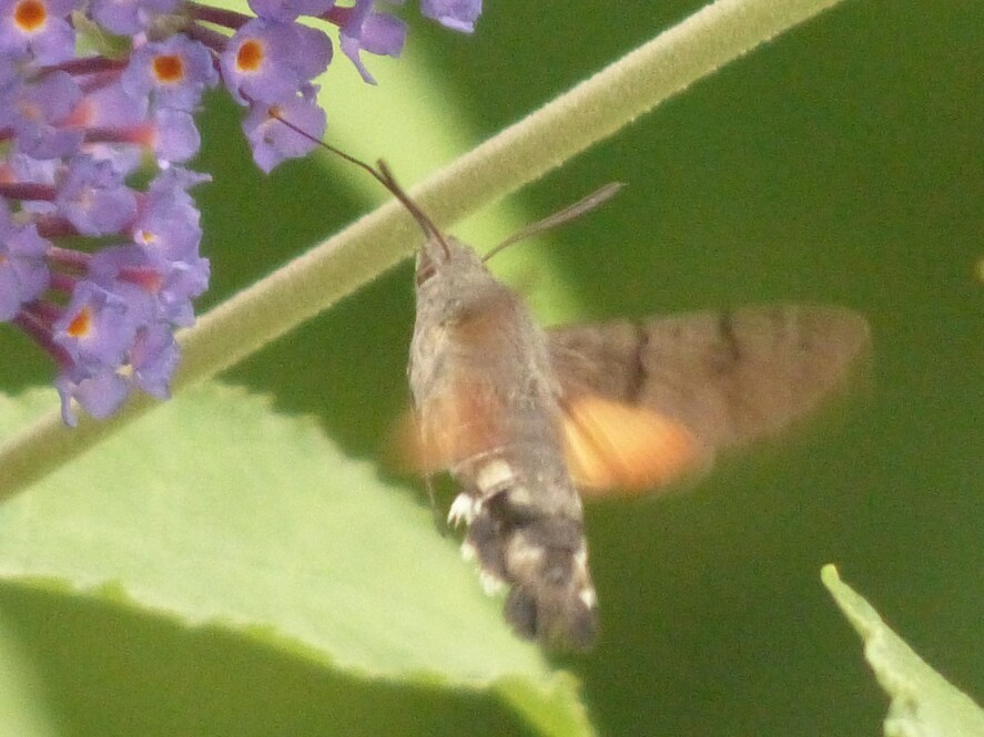 Il est venu au jardin!