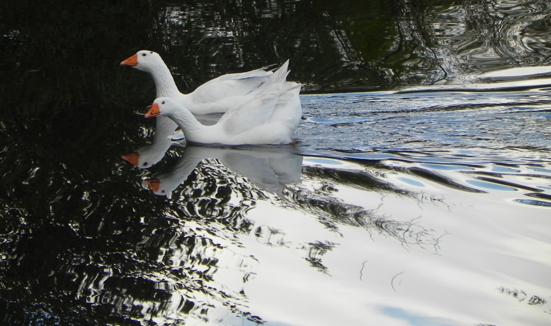 Deux cygnes qui ...