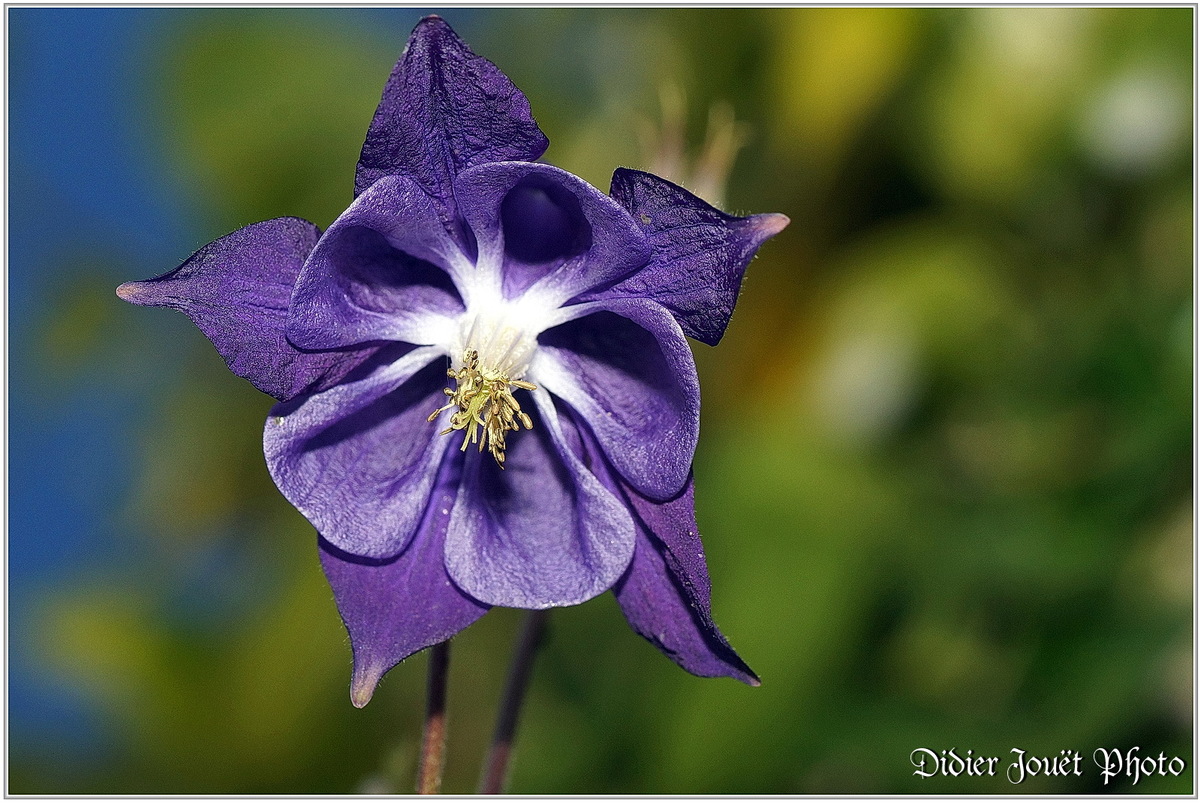 Ancolie Commune (1) / Aquilegia vulgaris / Sous les jupes des filles