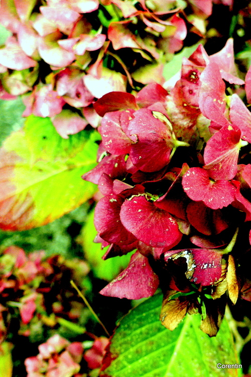 Fleurs d'hortensia