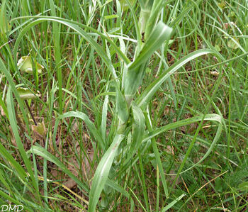 Tragopogon pratensis  -  salsifis des prés