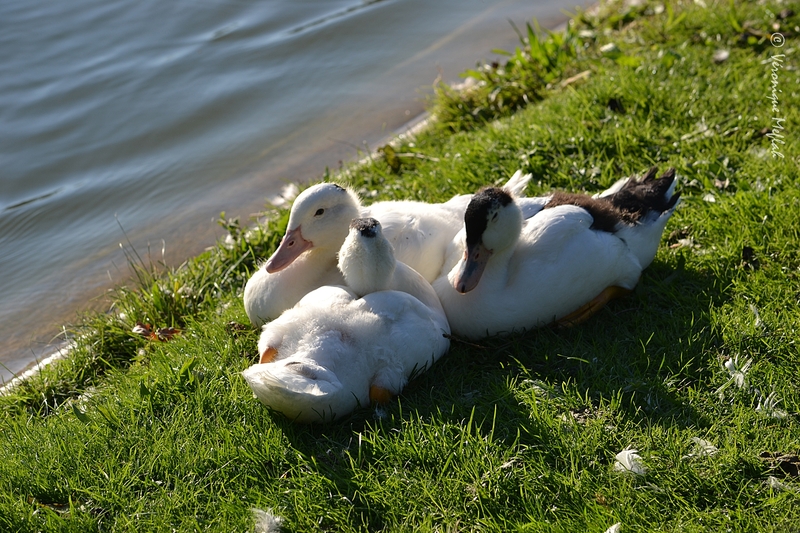 Lac Daumesnil : Trois petits canards