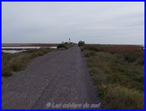 balade cycliste en Camargue