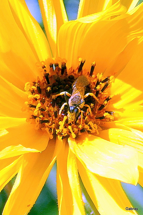 Les rudbeckias et les insectes