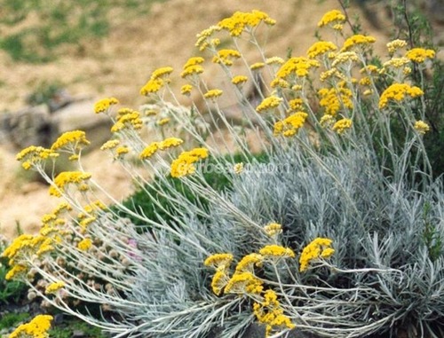 Fleurs cultivées : Immortelle