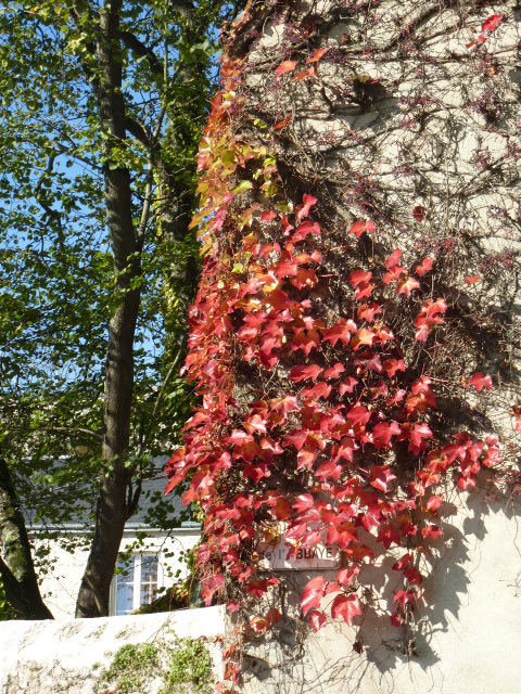 COULEURS D'AUTOMNE A BEAUGENCY