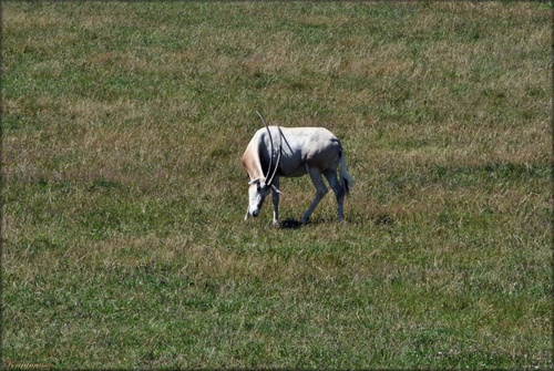 Photo d’oryx algazelle du parc de Branféré