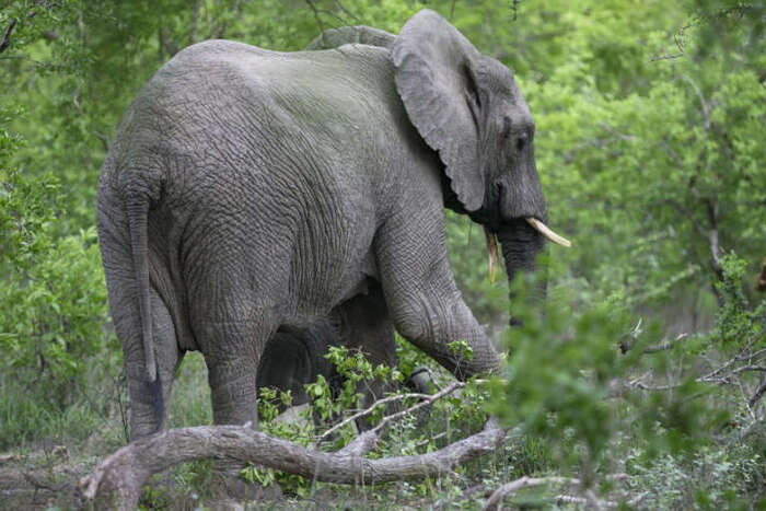 Ouganda: un touriste saoudien tué par un éléphant dans un parc