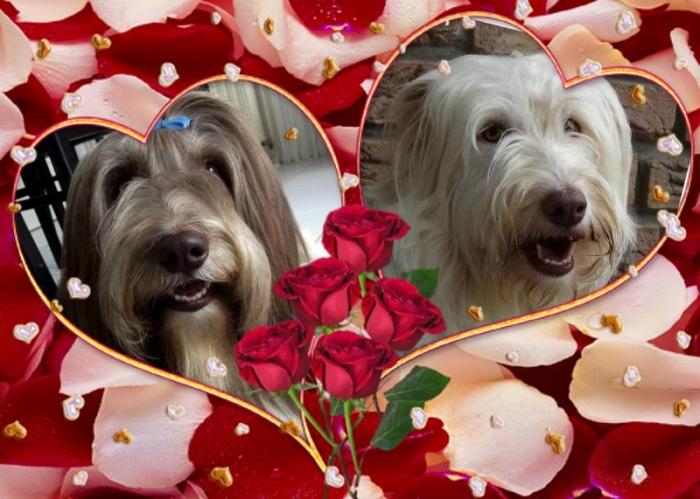 ♥ Merci pour ma Cheyenne ♥