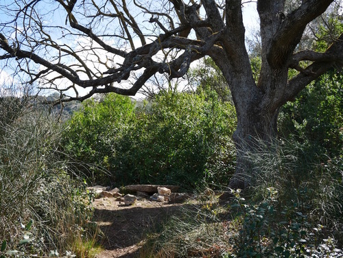 Le grand chêne des Olivières