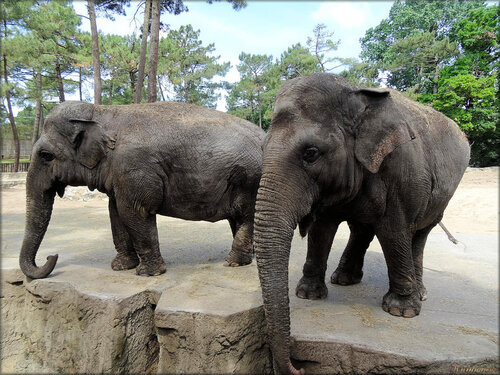 Photos d'éléphants d'asie (Zoo de la Palmyre)