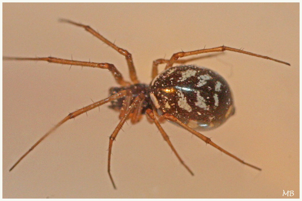 Araignée : Microlinyphia ?