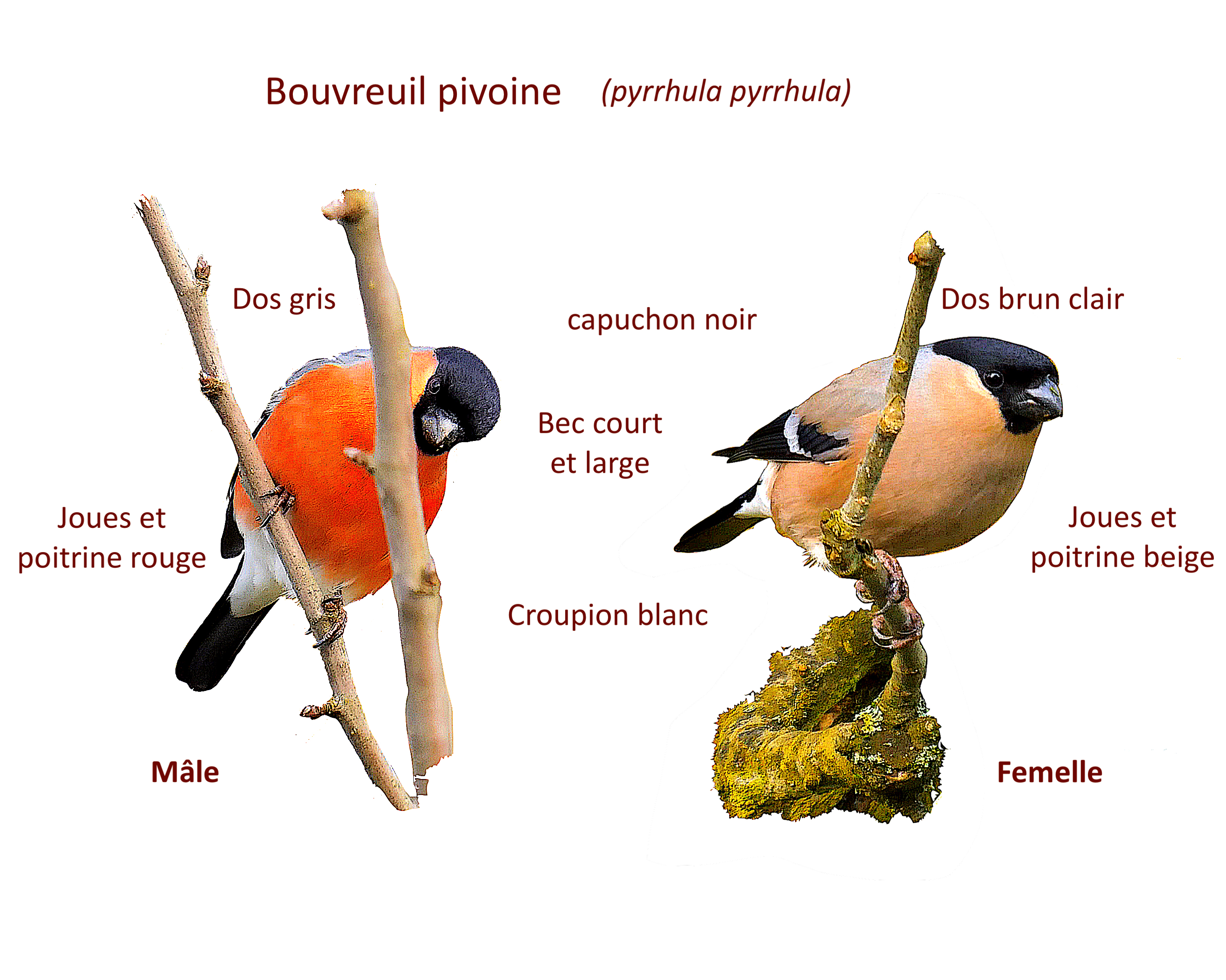 Dimorphisme sexuel - le jardin des oiseaux