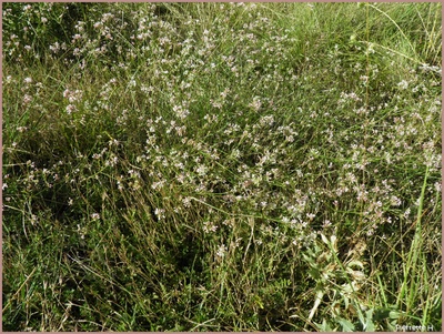 Aspérule à l'esquinancie