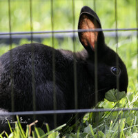 Les lagomorphes .