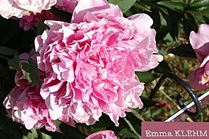 pivoine emma klehm