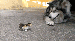 chaton vs chien