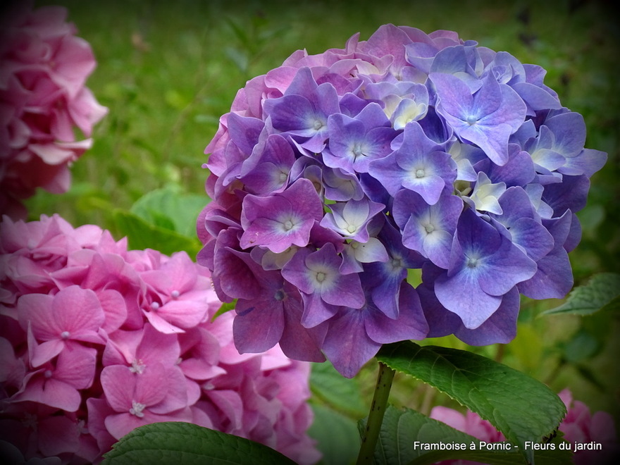 Fleurs dans le jardin 