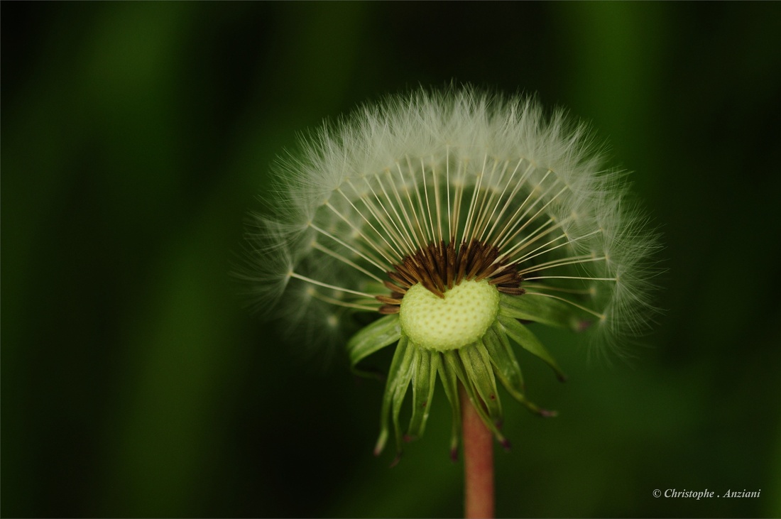 Pissenlit après la floraison ( merci de ne pas souffler, hihihi )