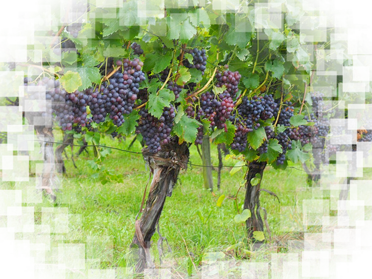 Fond  pour vos créations  "Vendanges"