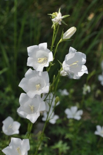 Campanula persicifolia Alba -173851