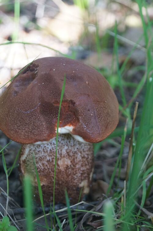 Champignons en randonnée